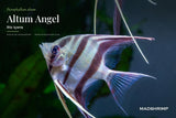 Pterophyllum altum (Rio Icana Wild)