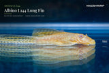 Ancistrus L144 Albino Long Fin