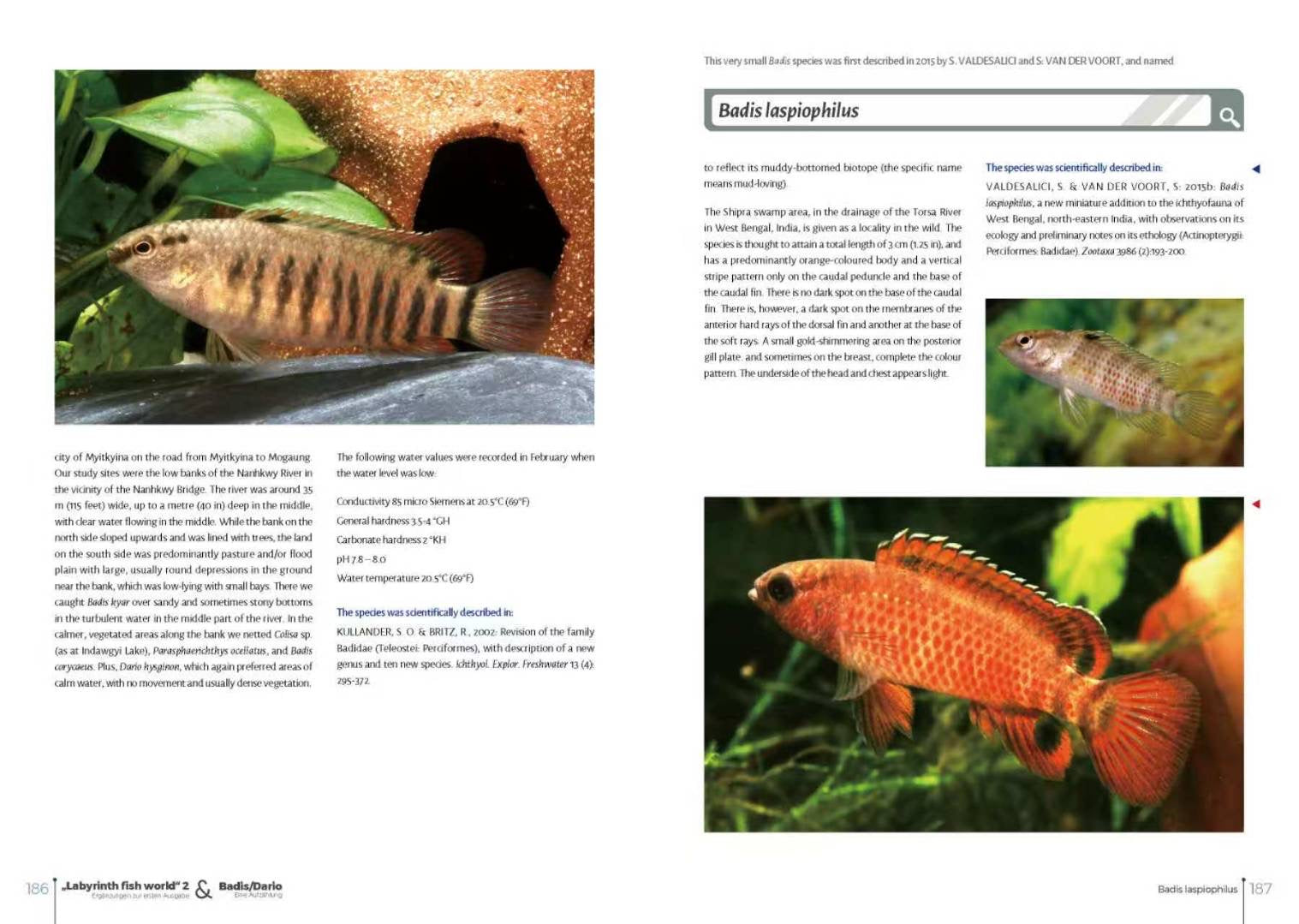 Labyrinth Fish World 2 inside pages on Badis laspiophilus