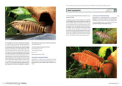 Labyrinth Fish World 2 inside pages on Badis laspiophilus