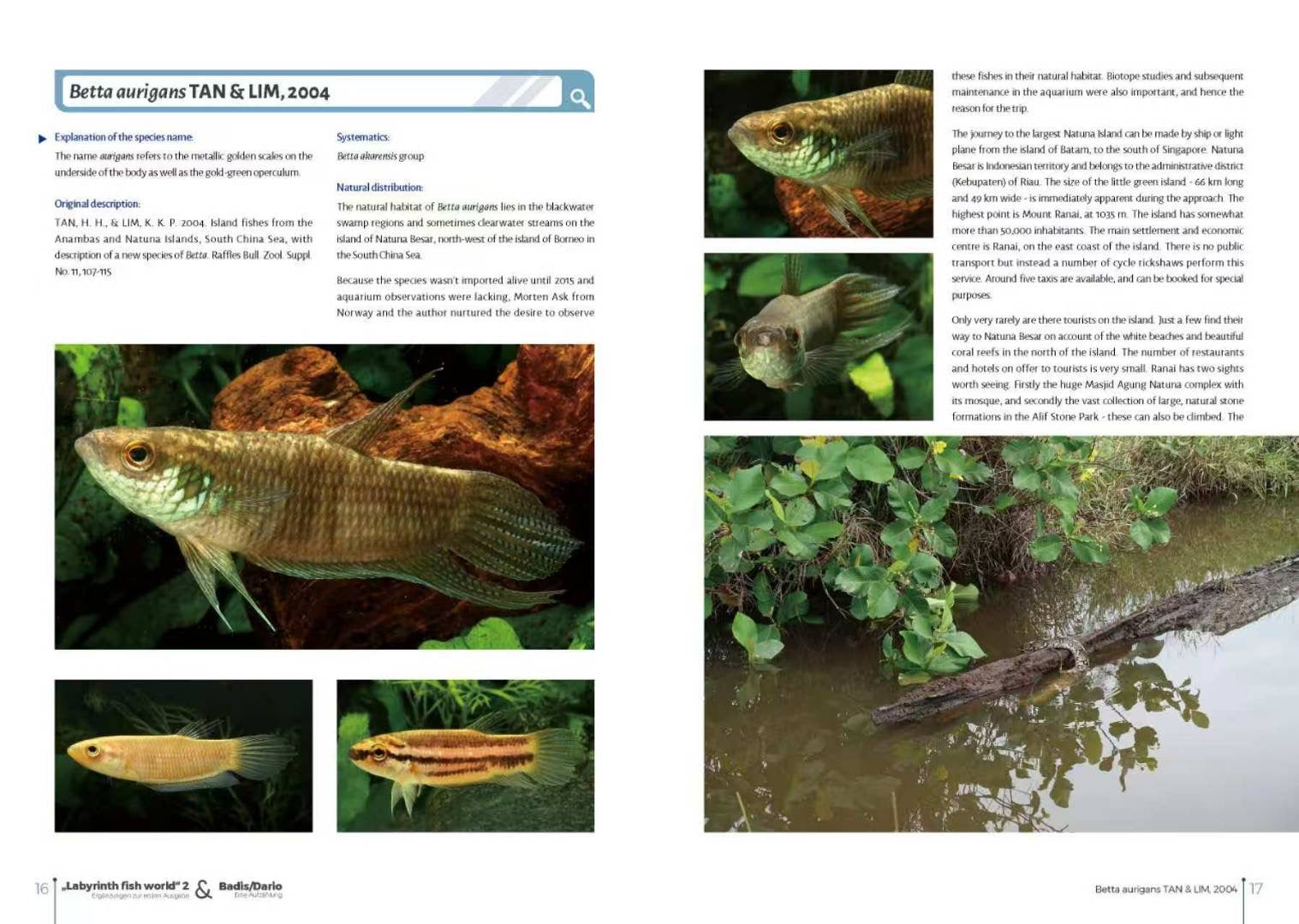 Labyrinth Fish World 2 inside pages on Betta aurigans