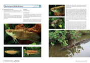Labyrinth Fish World 2 inside pages on Betta aurigans