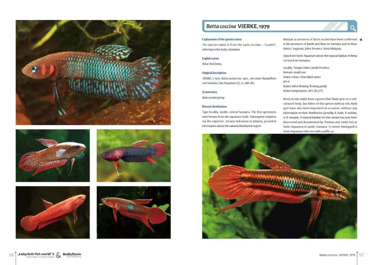 Labyrinth Fish World 2 inside pages on Betta coccina