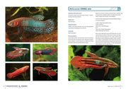 Labyrinth Fish World 2 inside pages on Betta coccina