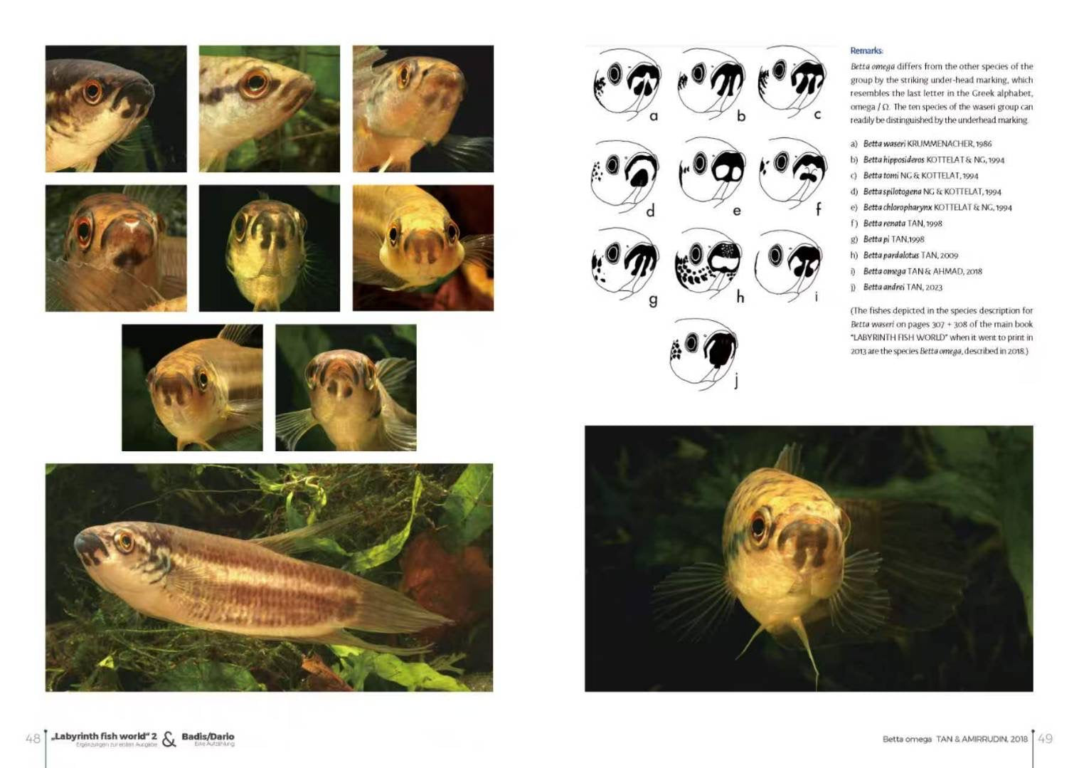 Labyrinth Fish World 2 inside pages on Betta omega and waseri group head markings