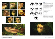 Labyrinth Fish World 2 inside pages on Betta omega and waseri group head markings