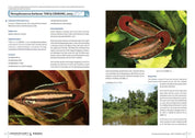Labyrinth Fish World 2 inside pages on Parosphromenus barbarae