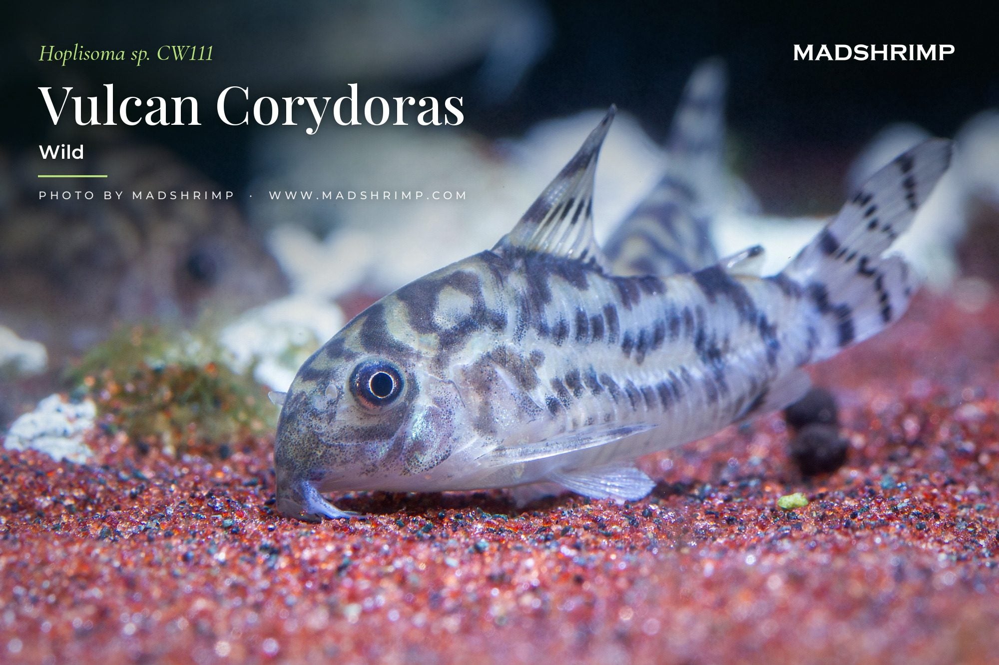 Hoplisoma sp. CW111 Vulcan Corydoras, wild, on red sand