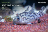Hoplisoma sp CW111 (Wild)