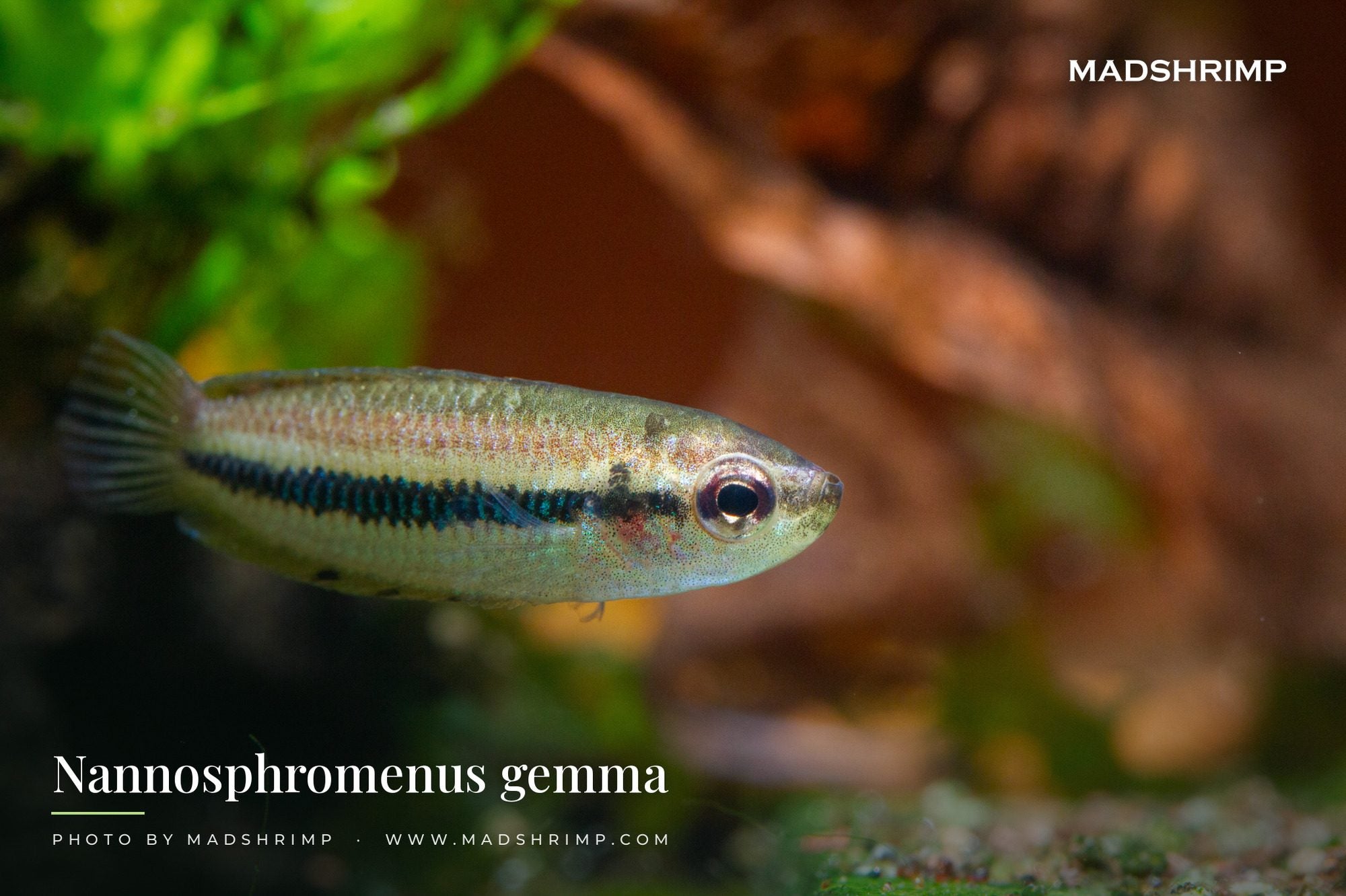 Nannosphromenus gemma