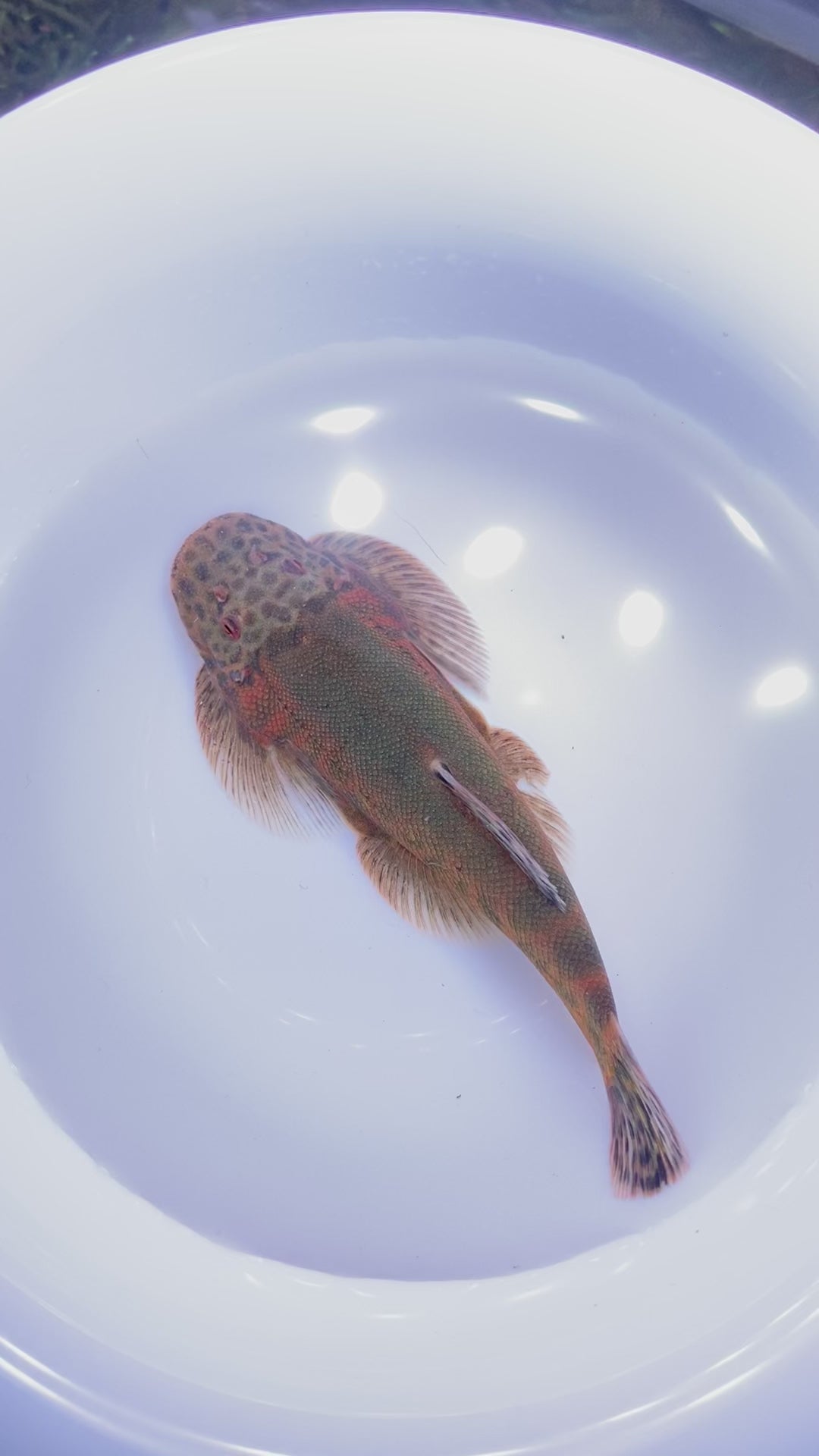 Gastromyzon lepidogaster Borneo hillstream loach video