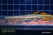 Stiphodon percnopterygionus (Pair)