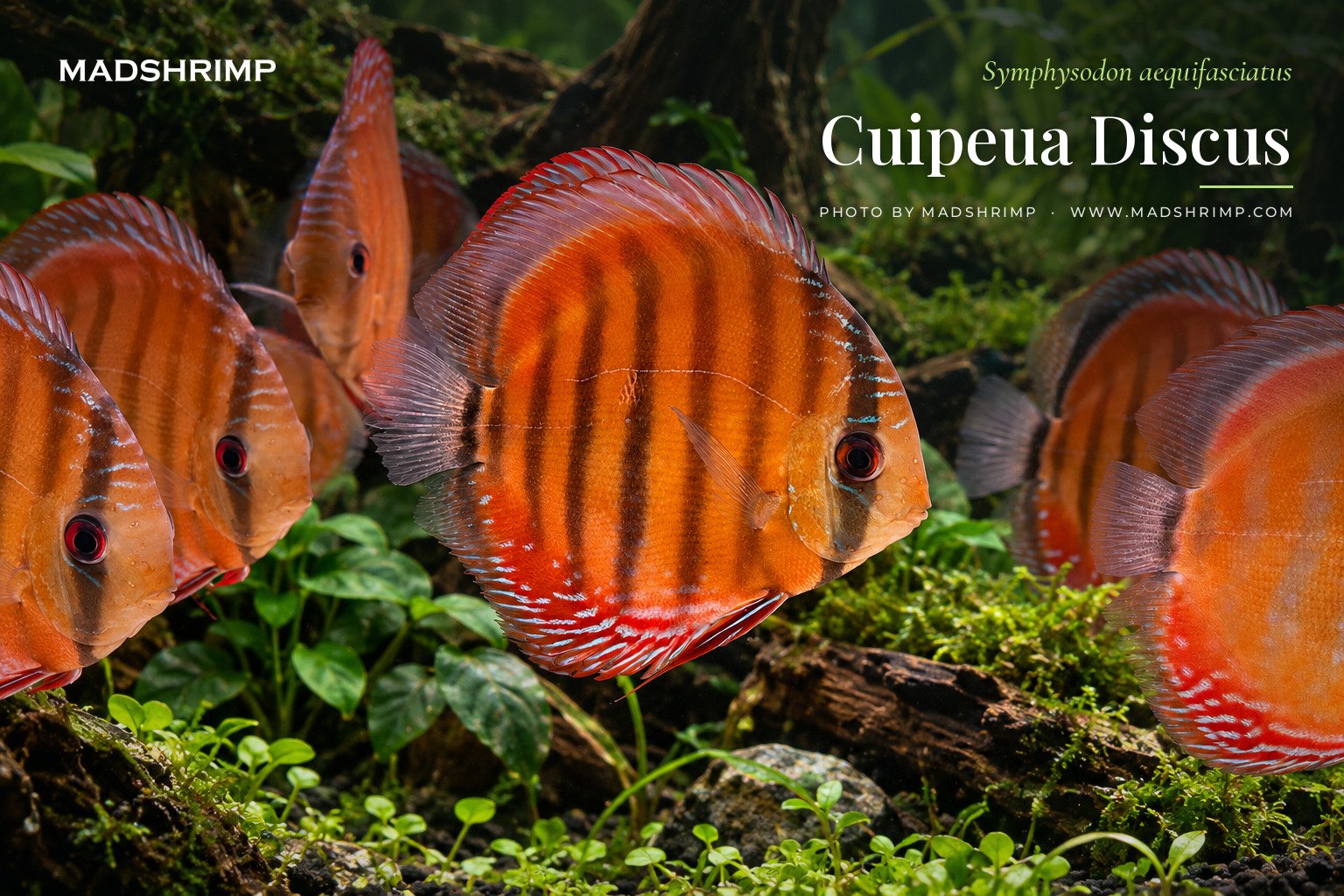 Symphysodon aequifasciatus Cuipeua wild discus, MADSHRIMP