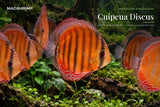 Symphysodon aequifasciatus (Cuipeua Wild)