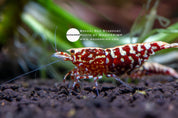 Red Stardust Caridina shrimp