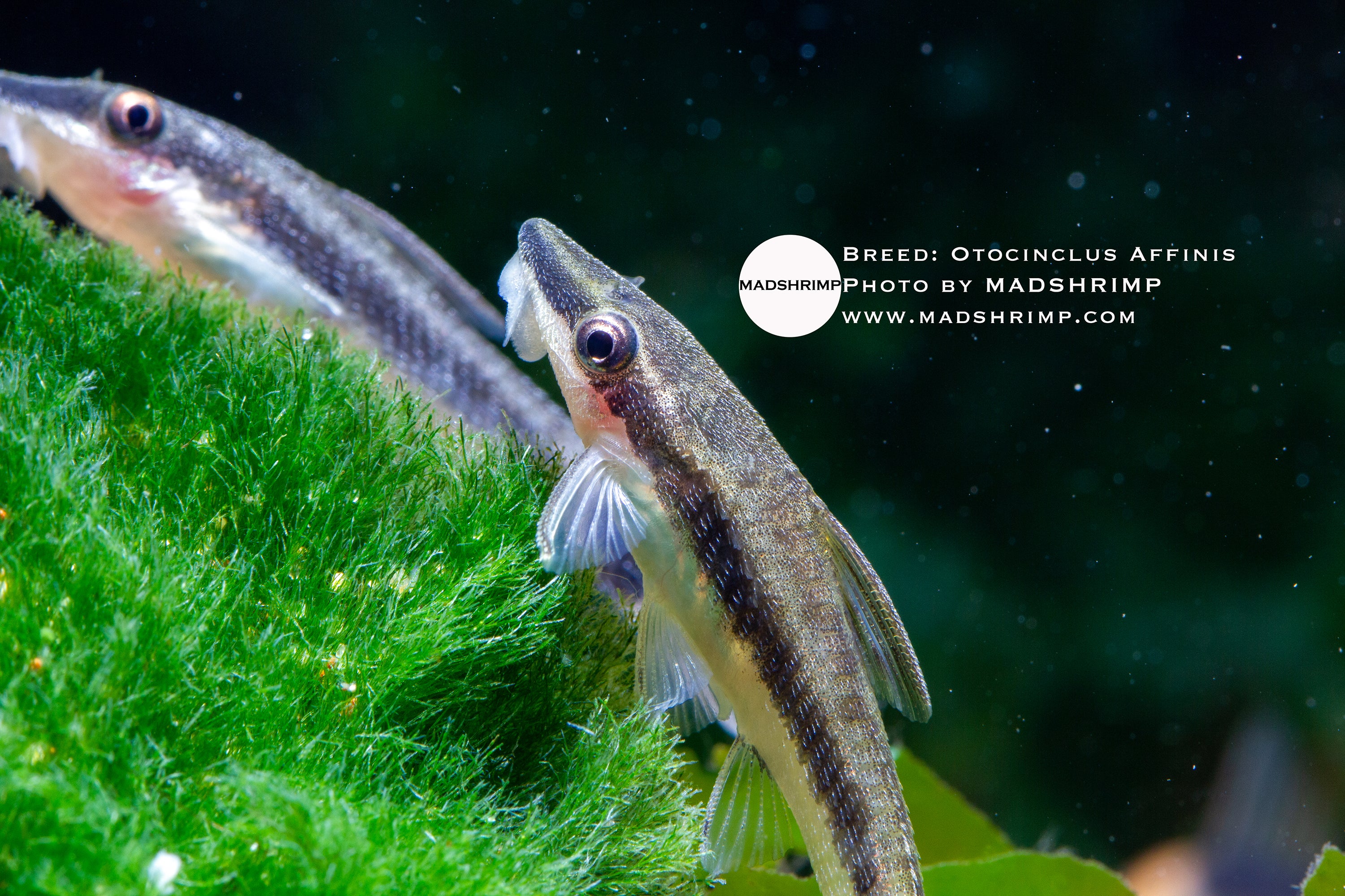 Otocinclus dwarf sucker catfish – Single