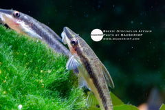 Otocinclus