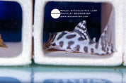 L236 super white pleco (Hypancistrus), photo 2