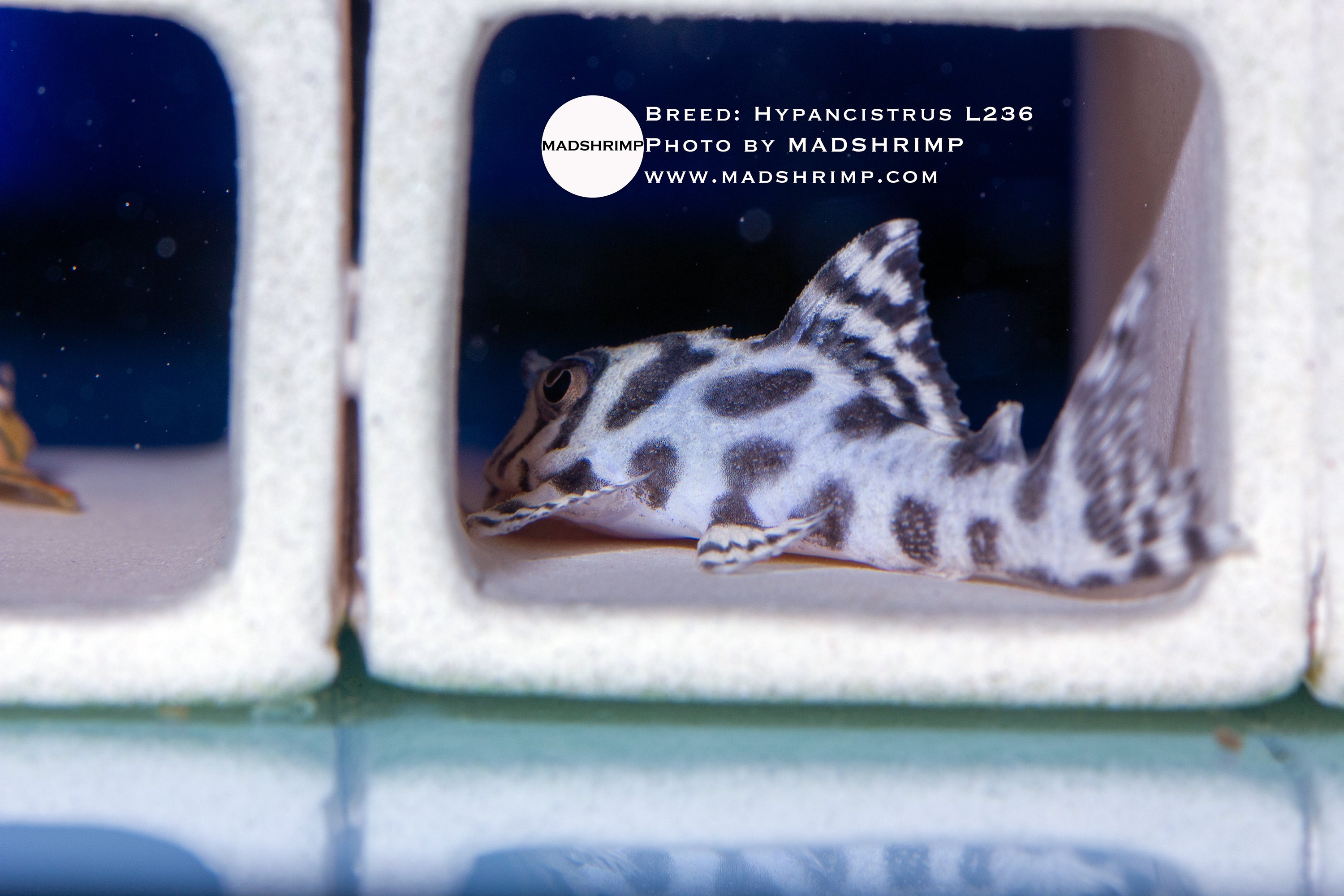 L236 super white pleco (Hypancistrus), photo 2