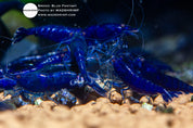 Fantasy Blue Neocaridina shrimp