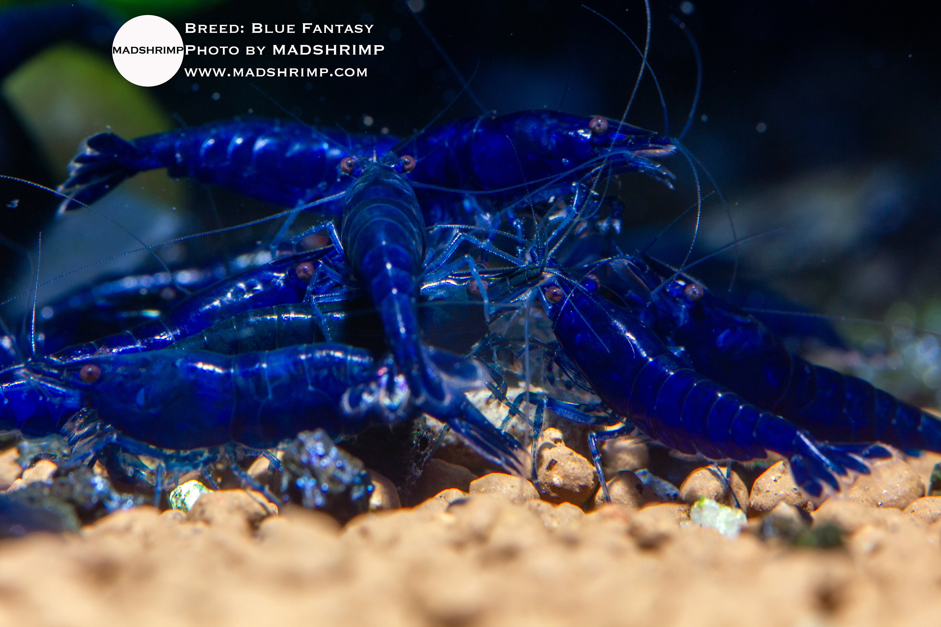 Fantasy Blue Neocaridina shrimp