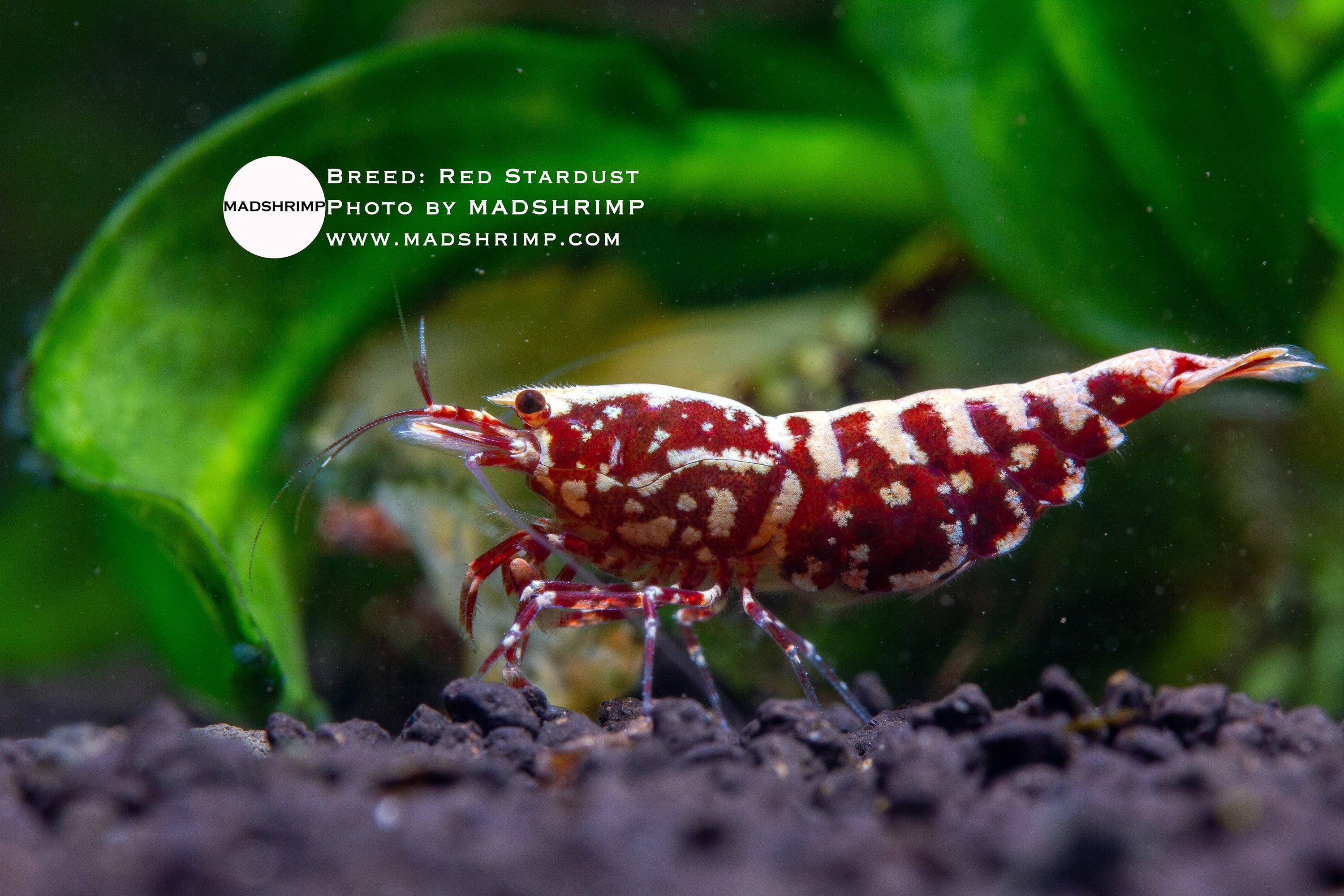 Red Stardust Caridina shrimp, photo 3