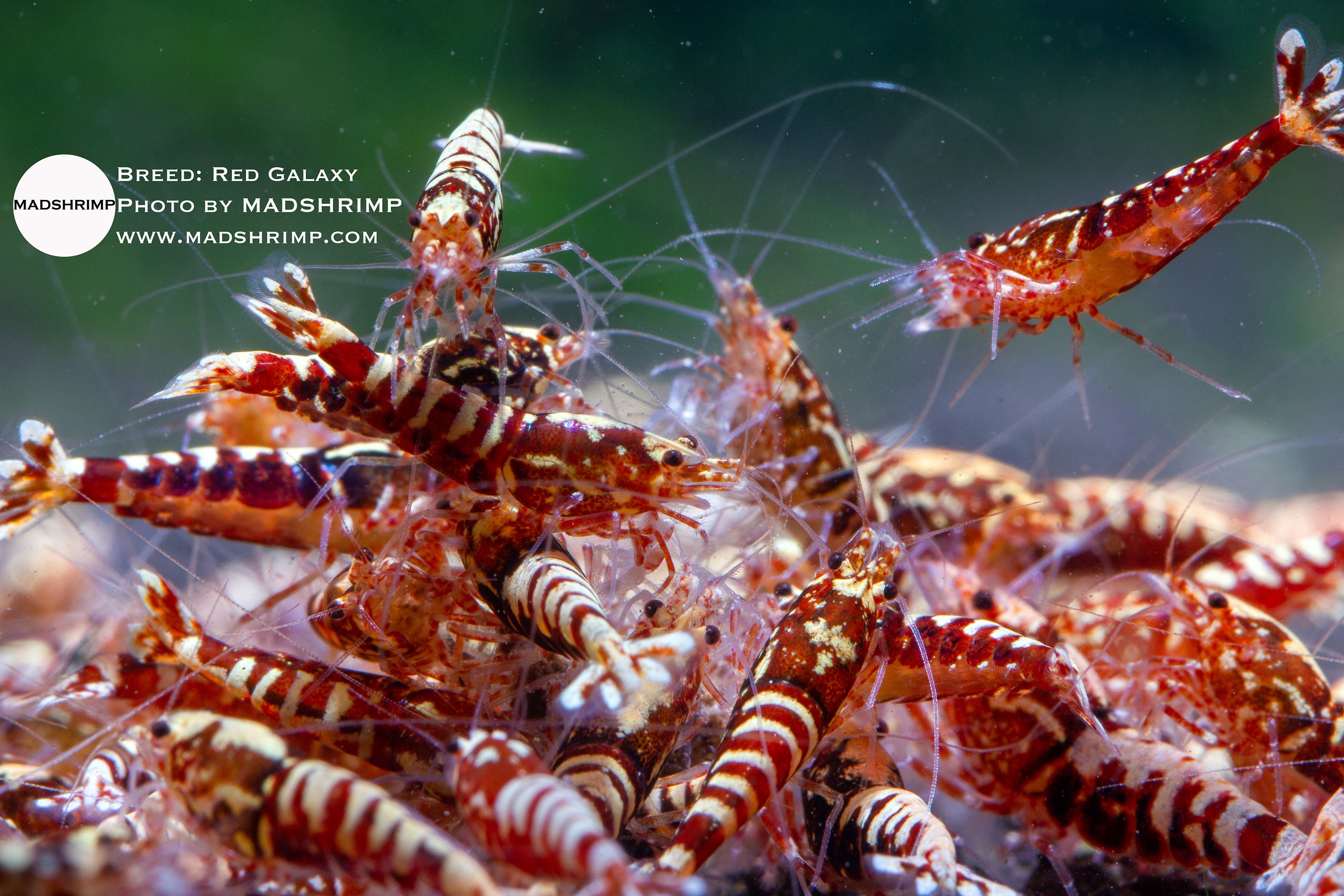 Red Galaxy Caridina shrimp – Juv bulk of 10