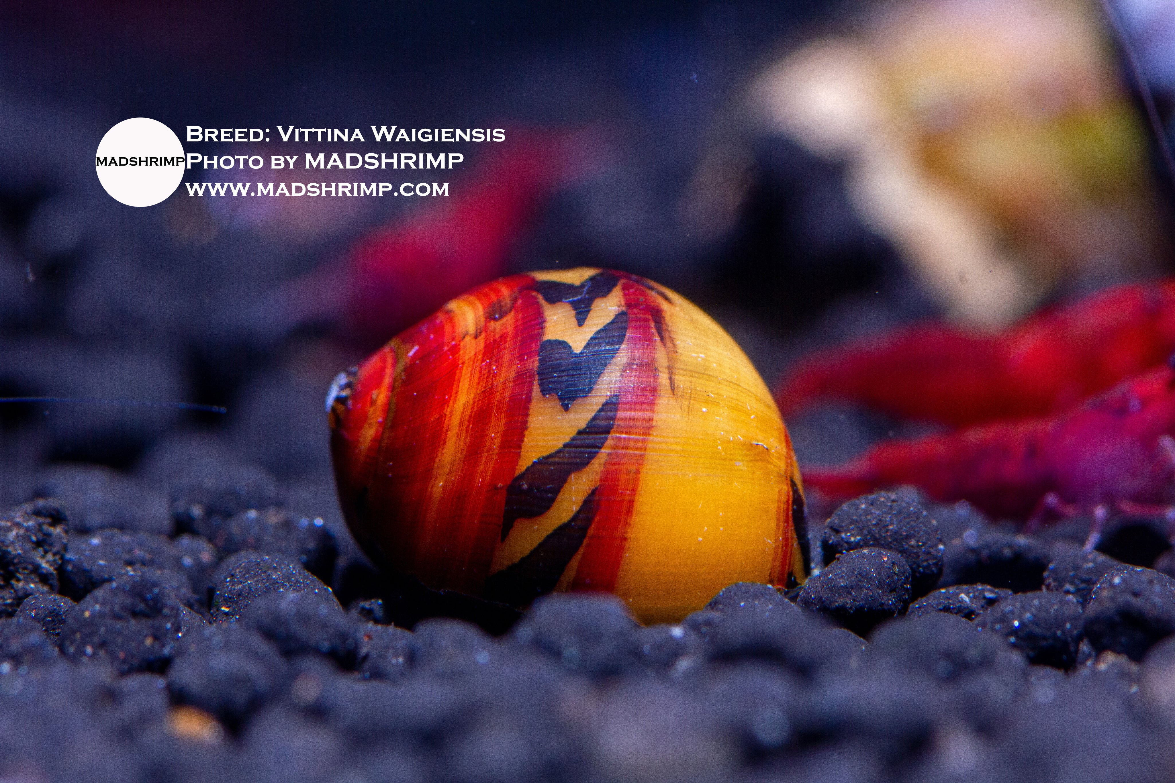 Red Racer nerite snail (Vittina waigiensis)