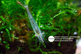 Caridina Longirostris