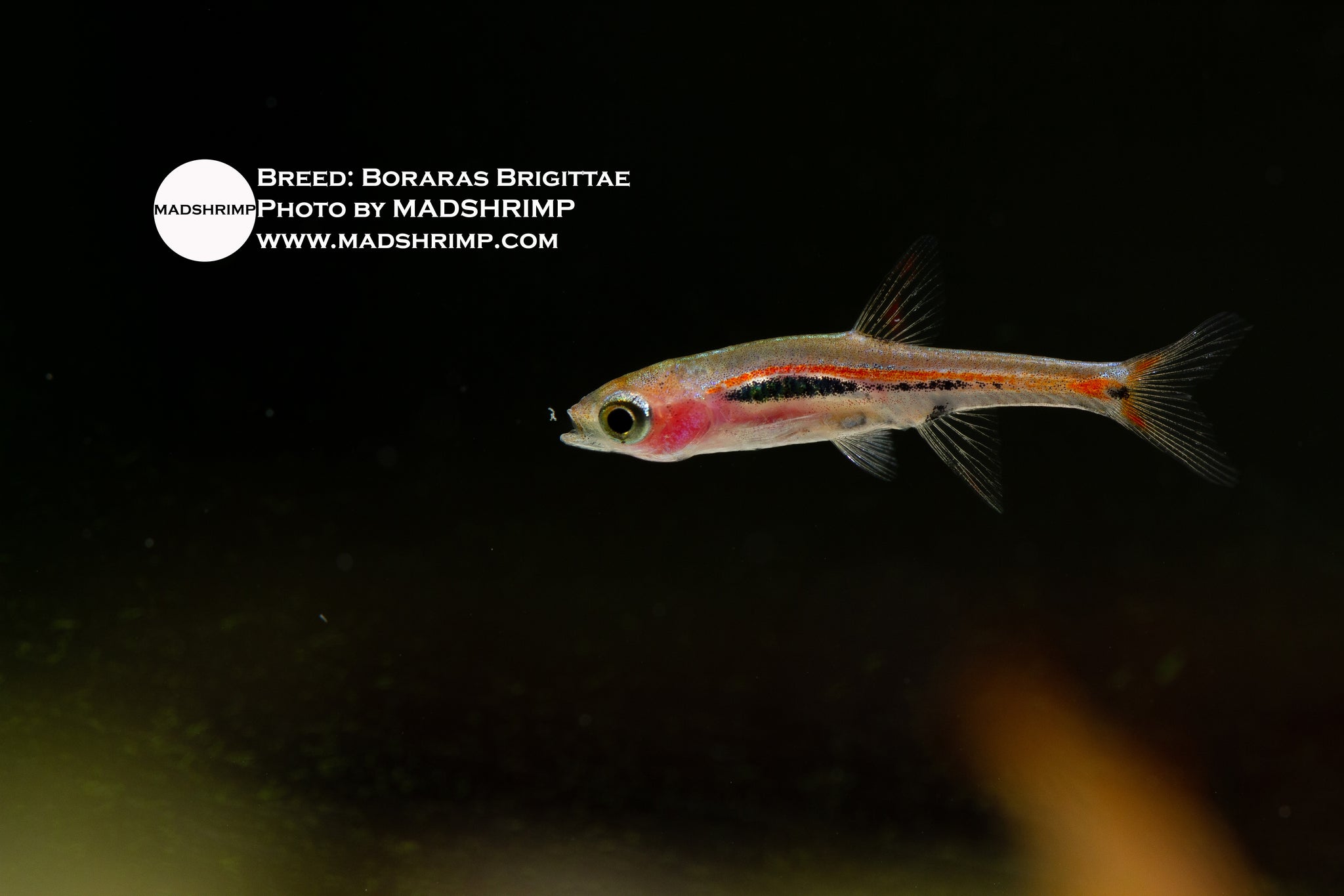 Boraras Brigittae