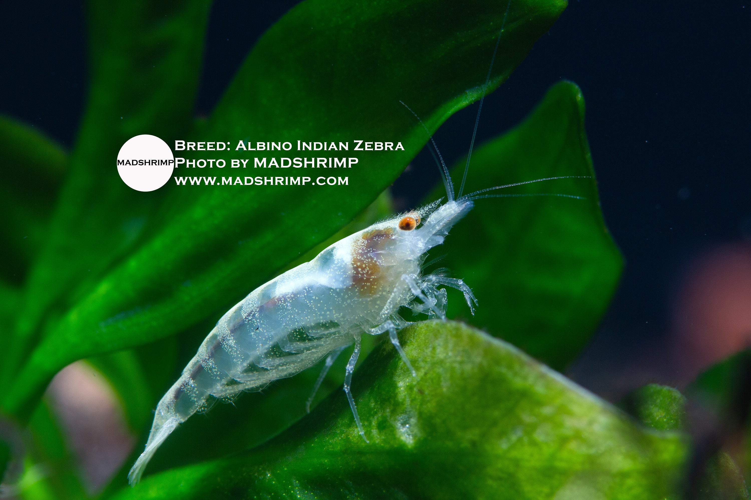 Albino Indian Zebra shrimp (Caridina babaulti) on a green leaf