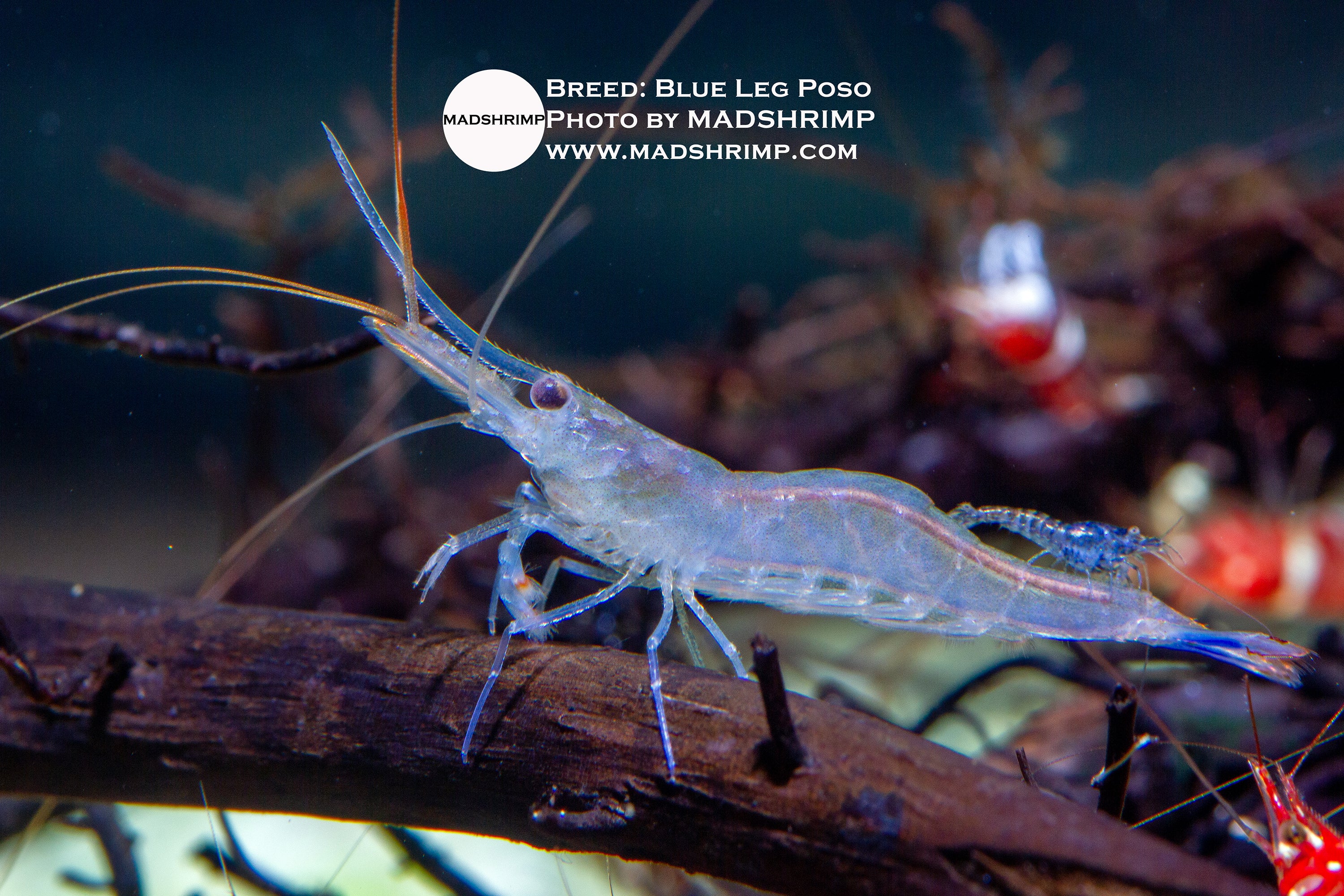 Blue Poso Sulawesi shrimp (Caridina caerulea), photo 2