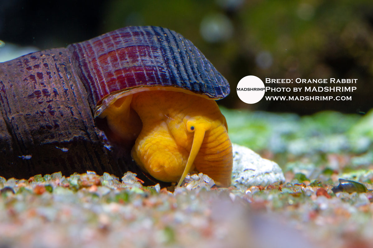 Orange Rabbit Snail – MADSHRIMP