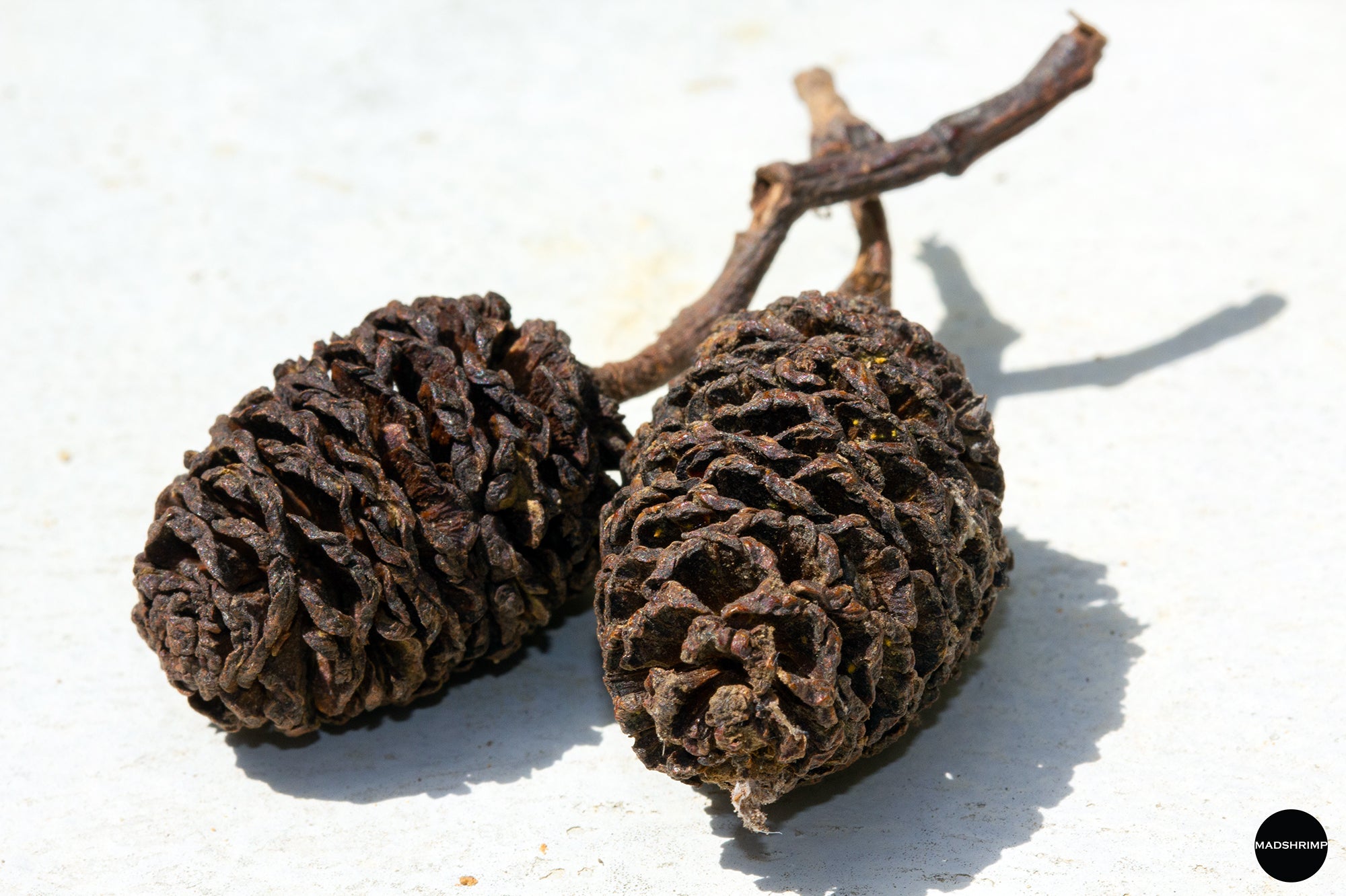 MADFU alder cones