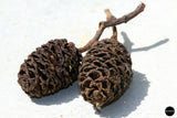 MADFU Alder cones