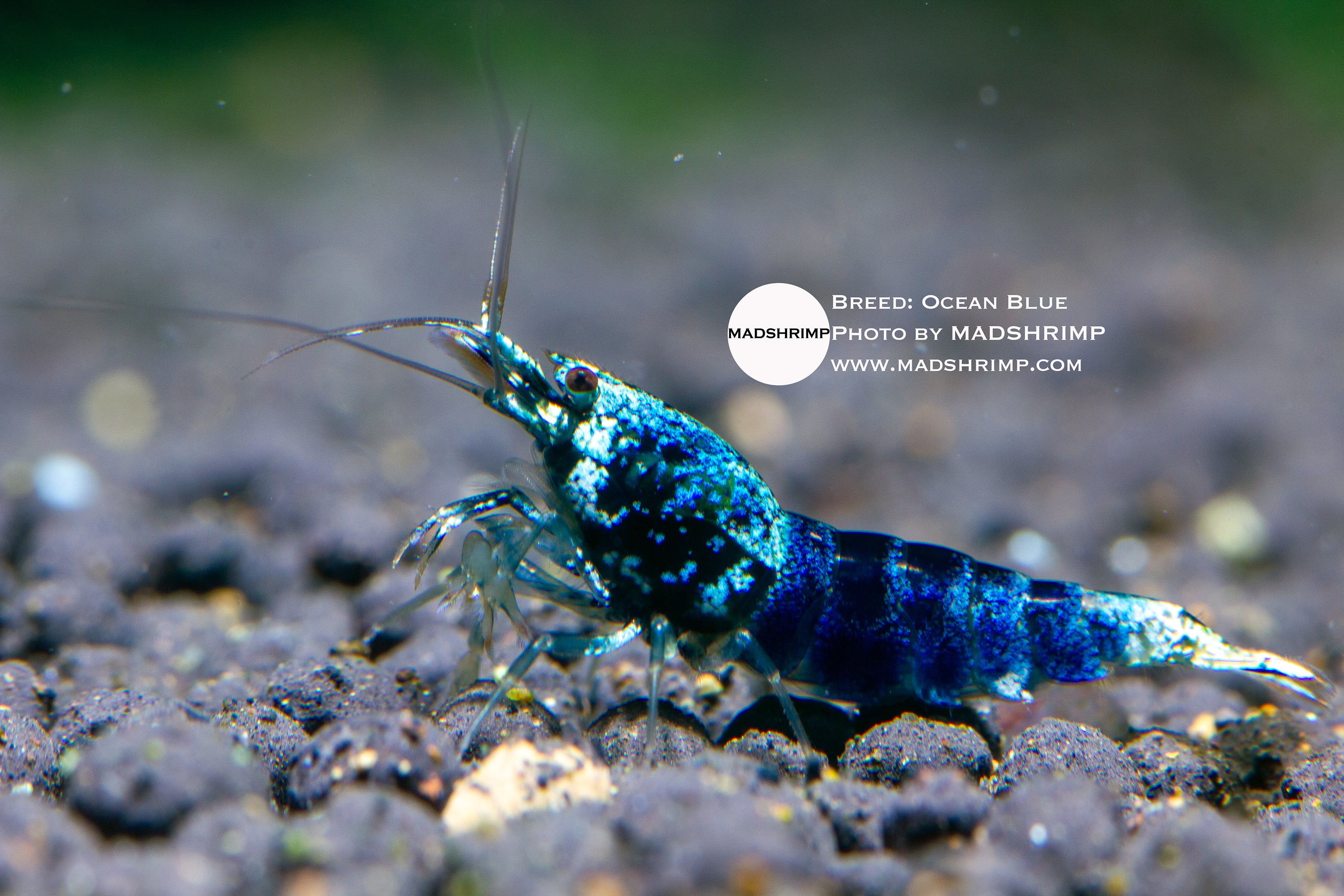 Ocean Blue Caridina shrimp, photo 2