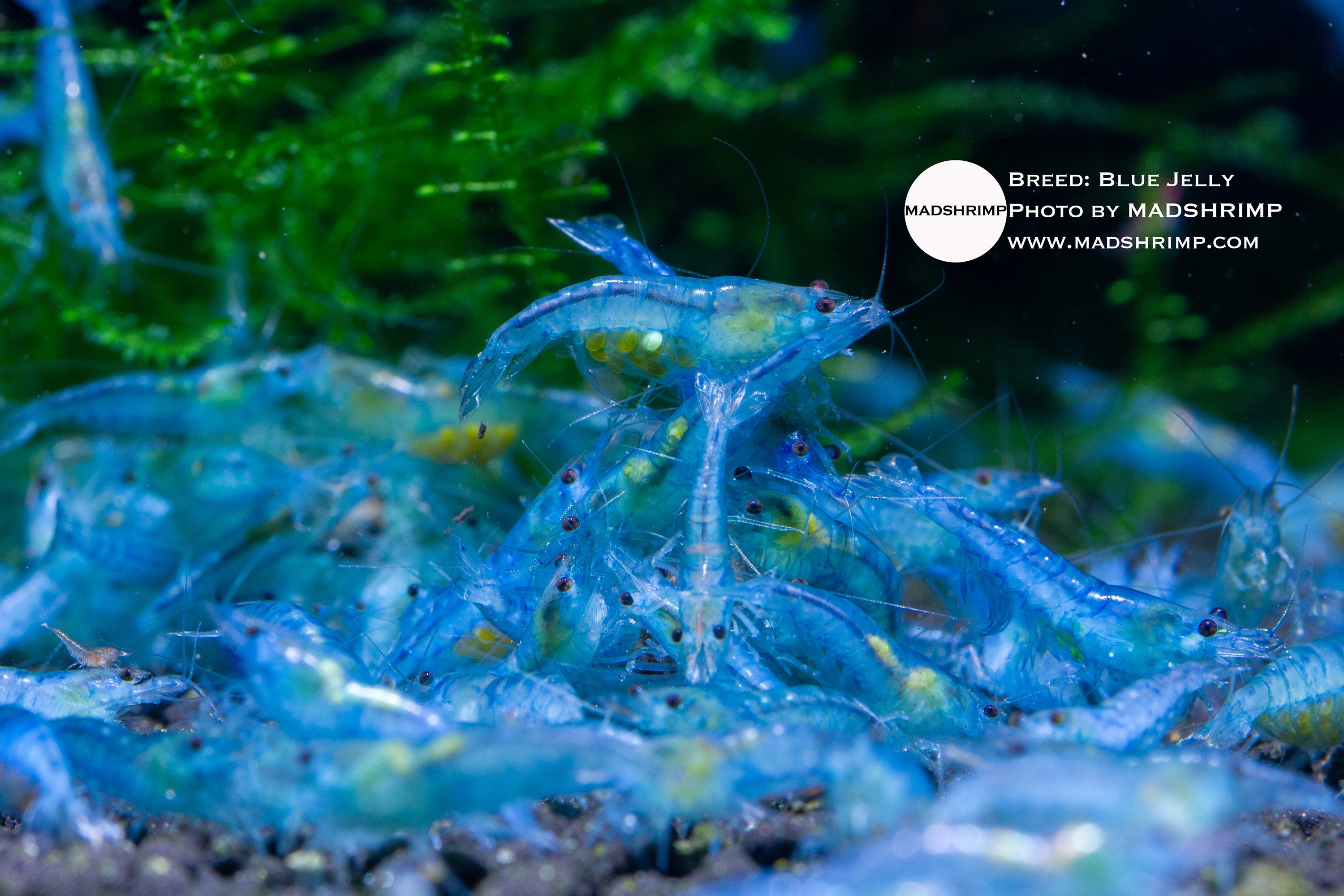 Blue Jelly Neocaridina shrimp, photo 2
