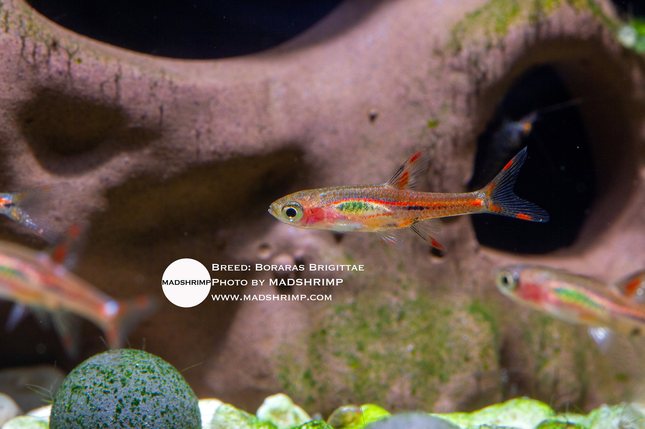 Boraras Brigittae