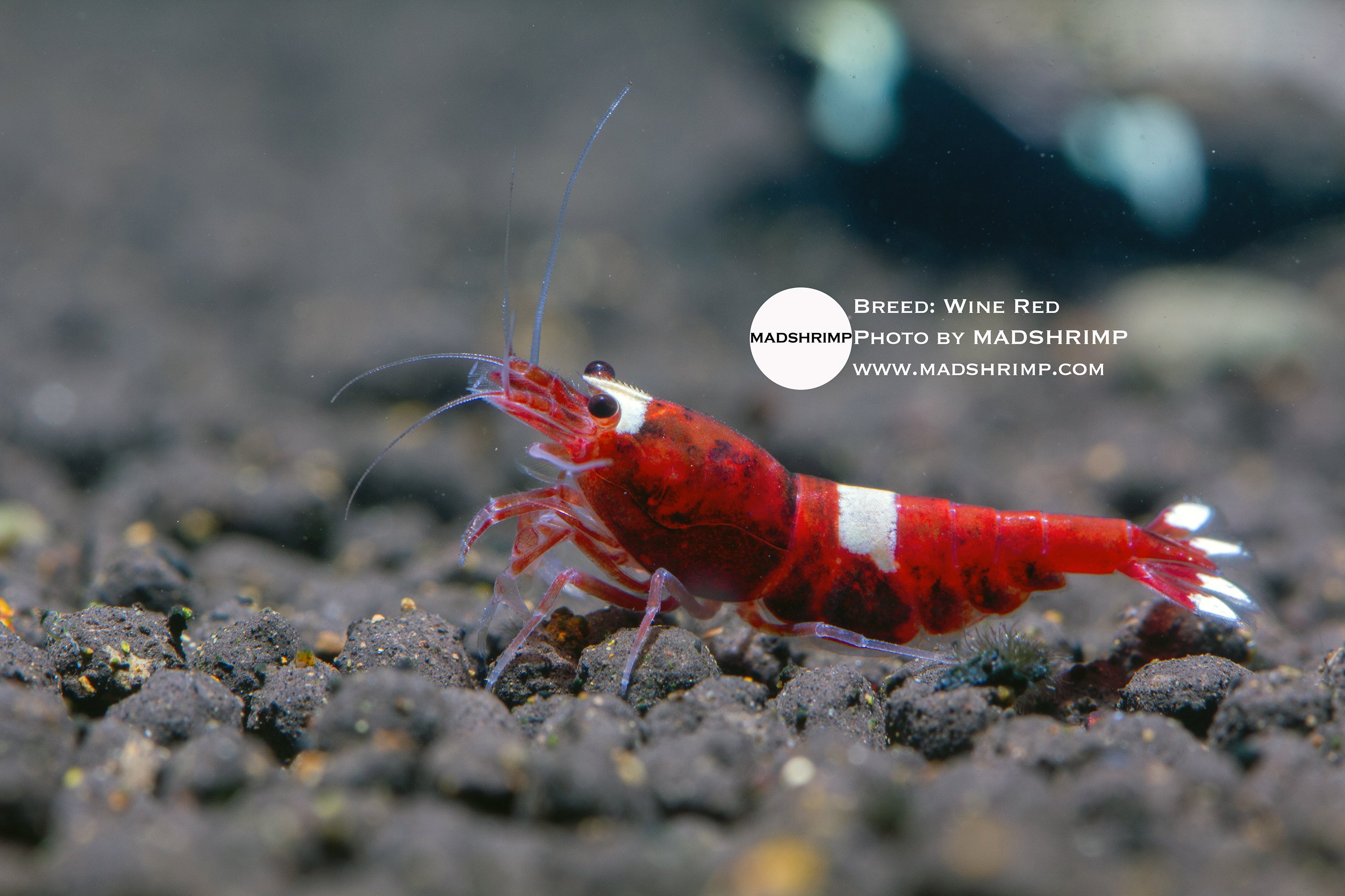 Wine Red Taiwan Bee Caridina shrimp, photo 2