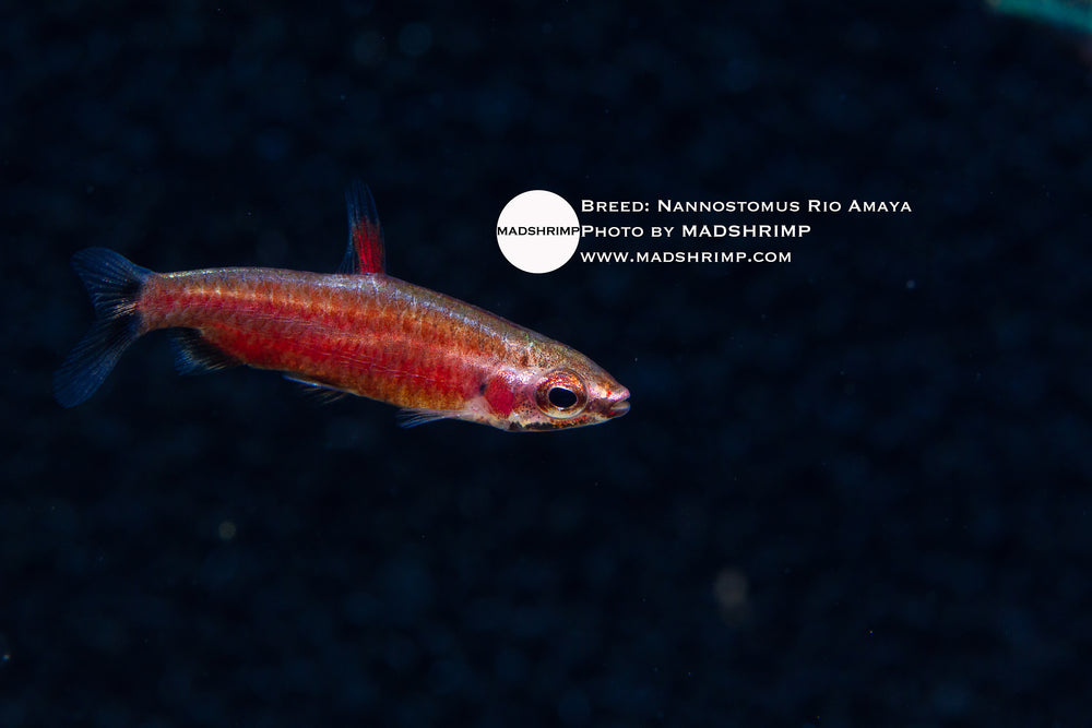 Nannostomus sp Rio Amaya MADSHRIMP