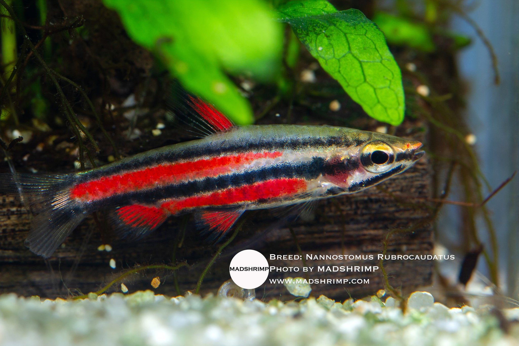 Nannostomus Rubrocaudatus