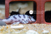 L236 super white pleco (Hypancistrus)