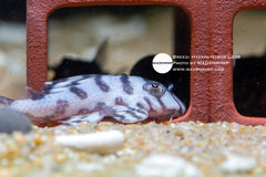 Hypancistrus L236 SW