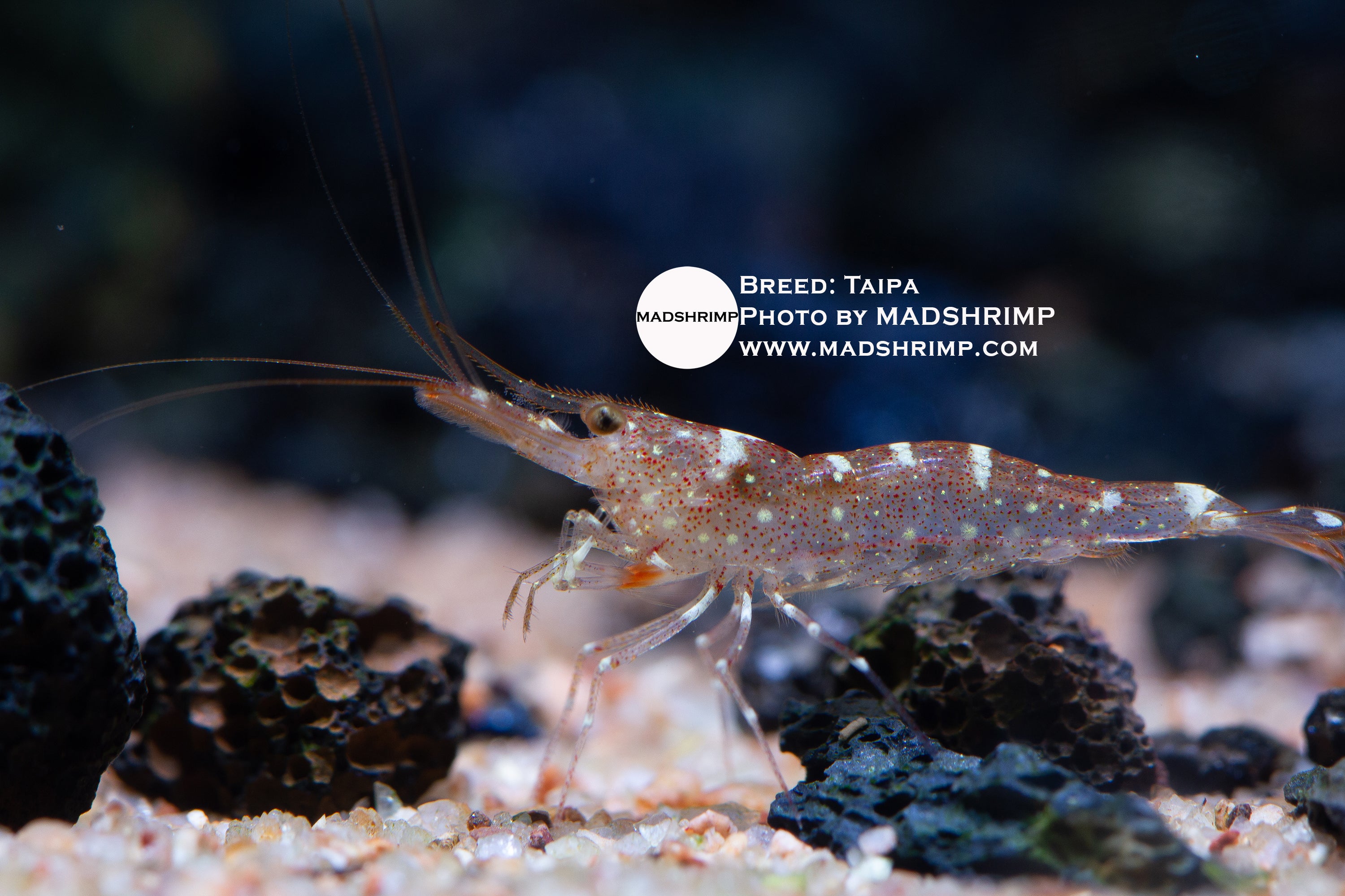 Taipa Sulawesi shrimp (Caridina longidigita)