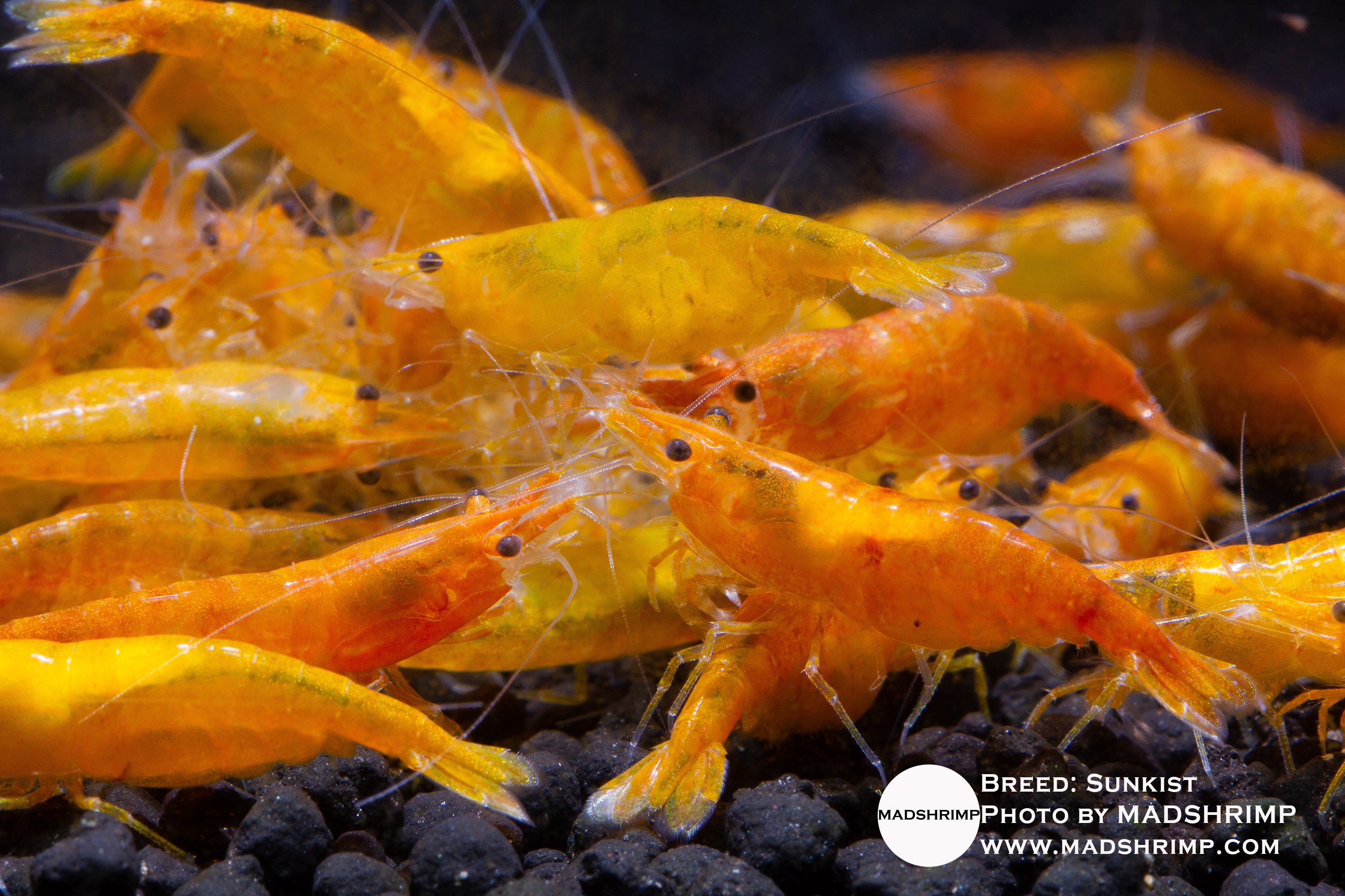Sunkist orange Neocaridina shrimp