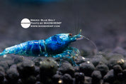 Blue Bolt Caridina shrimp, photo 2