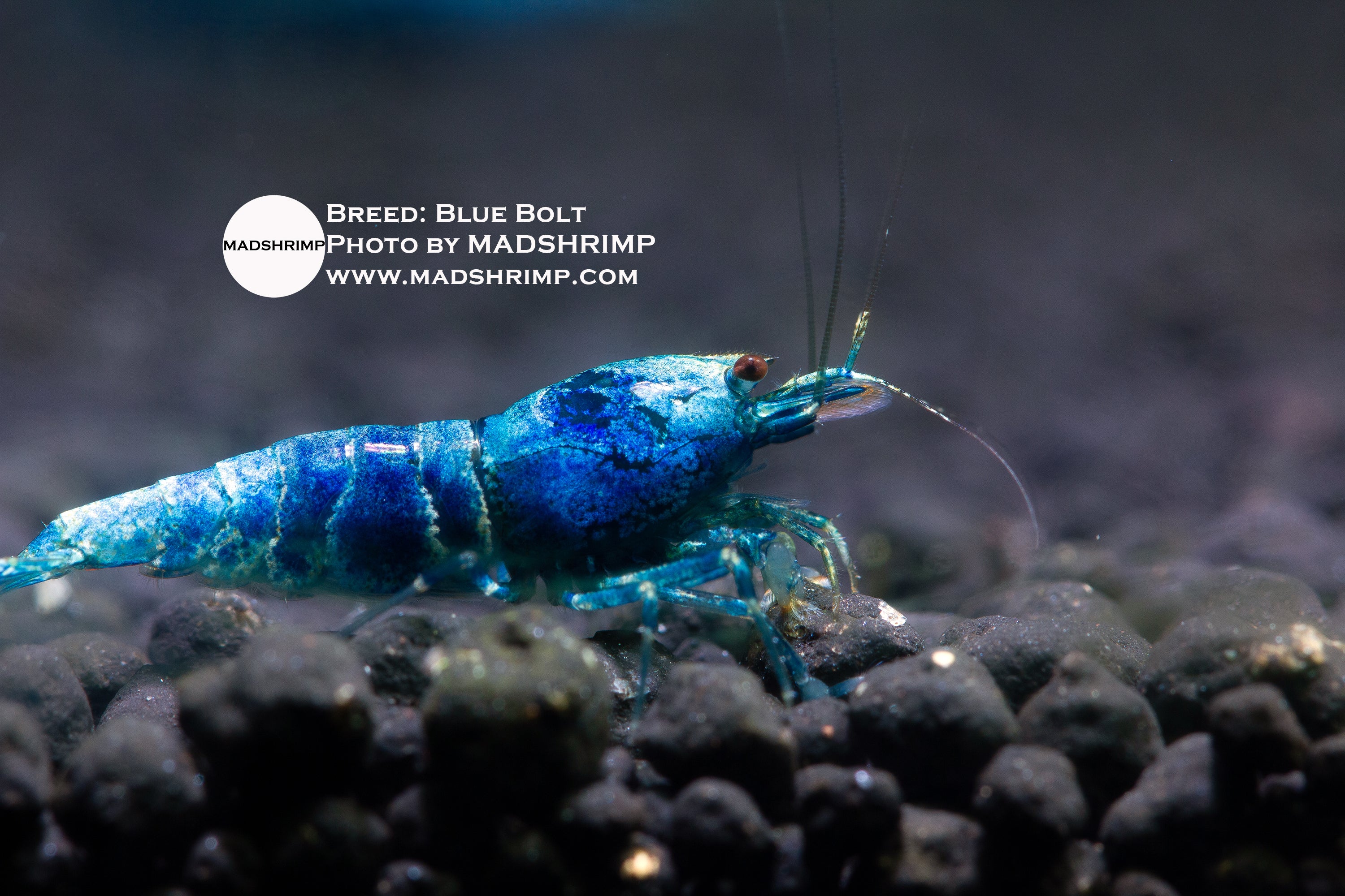 Blue Bolt Caridina shrimp, photo 2