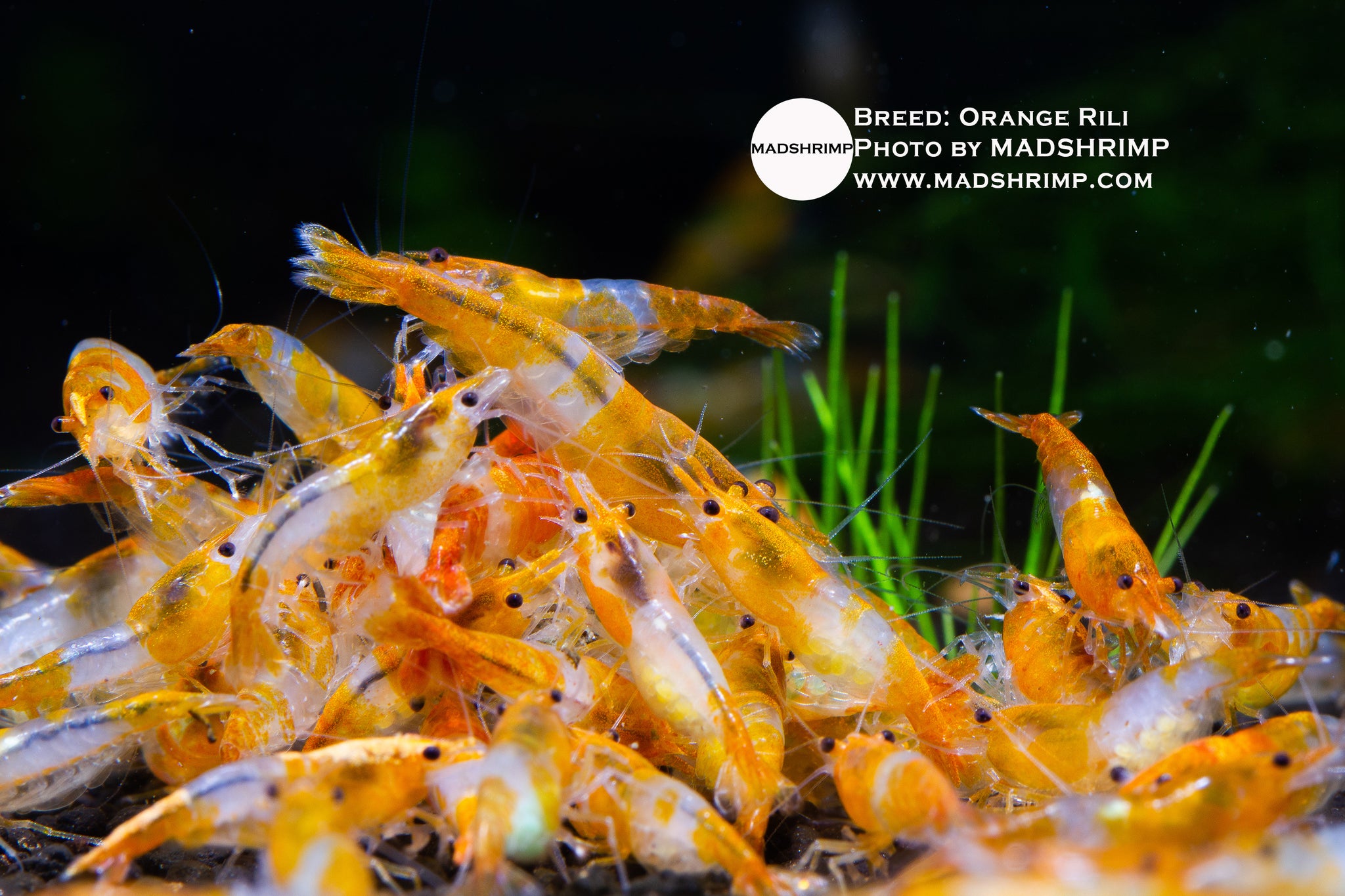 Orange Rilli Orange Rili – MADSHRIMP