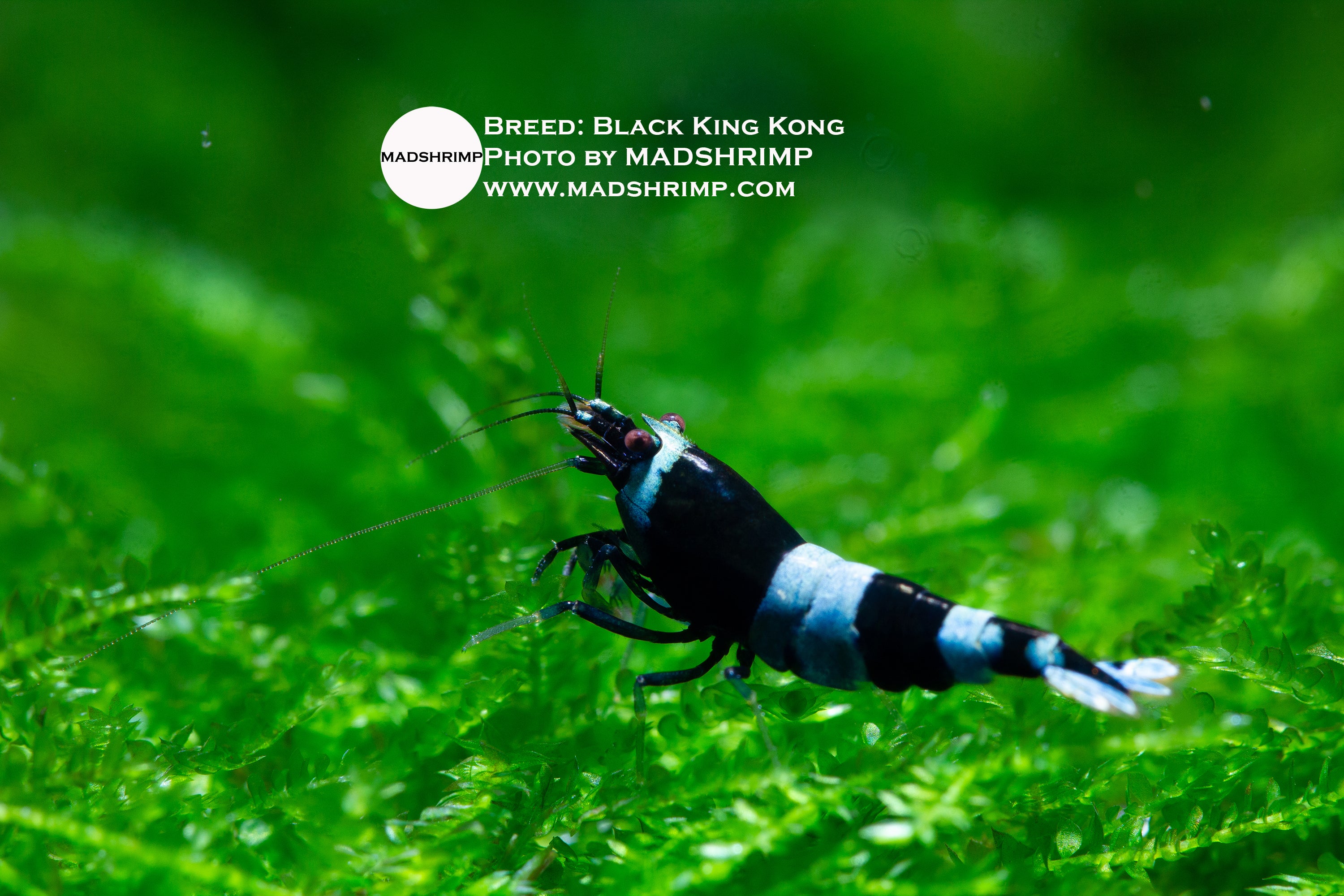 Black King Kong Taiwan Bee shrimp