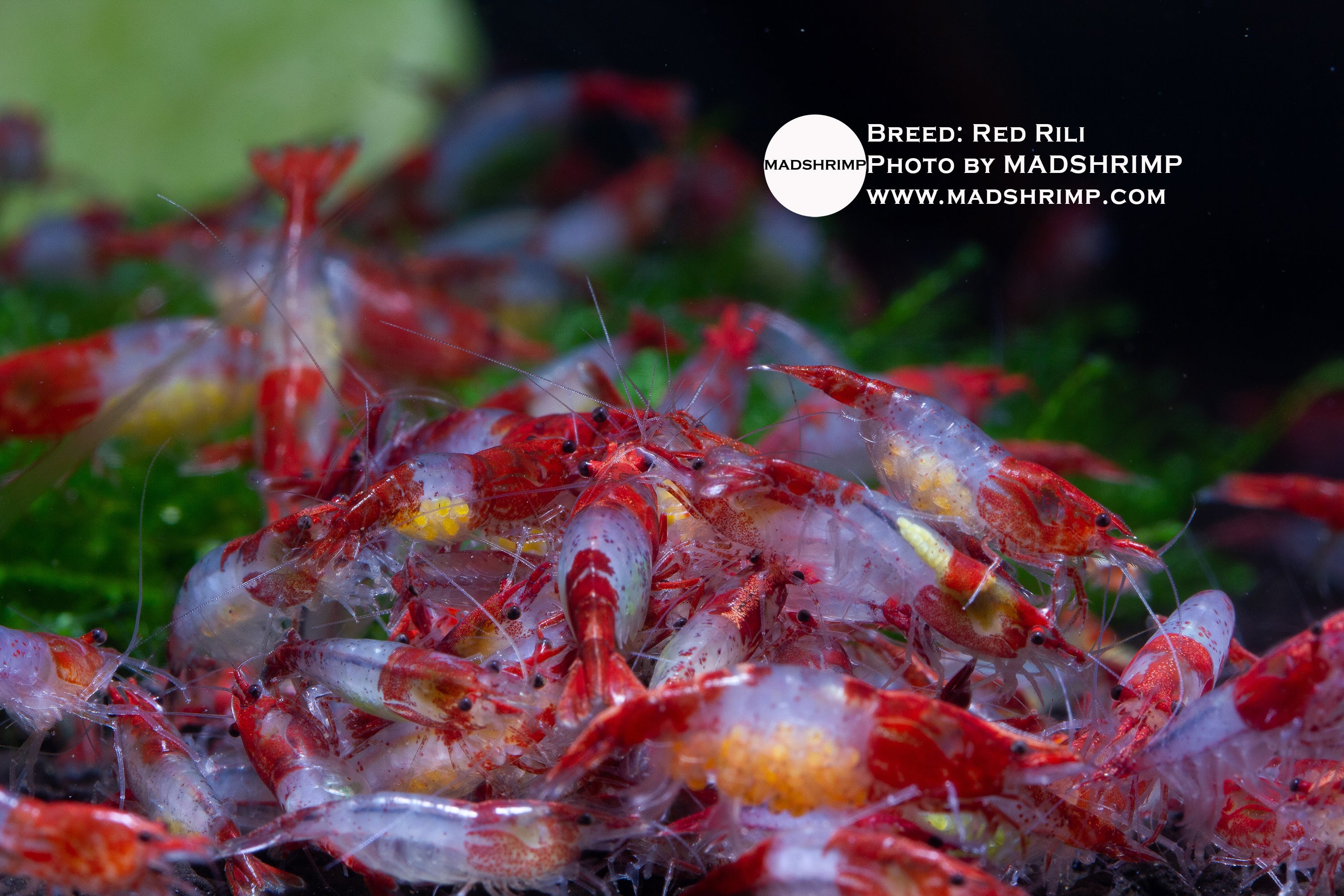 Red Rili Neocaridina shrimp